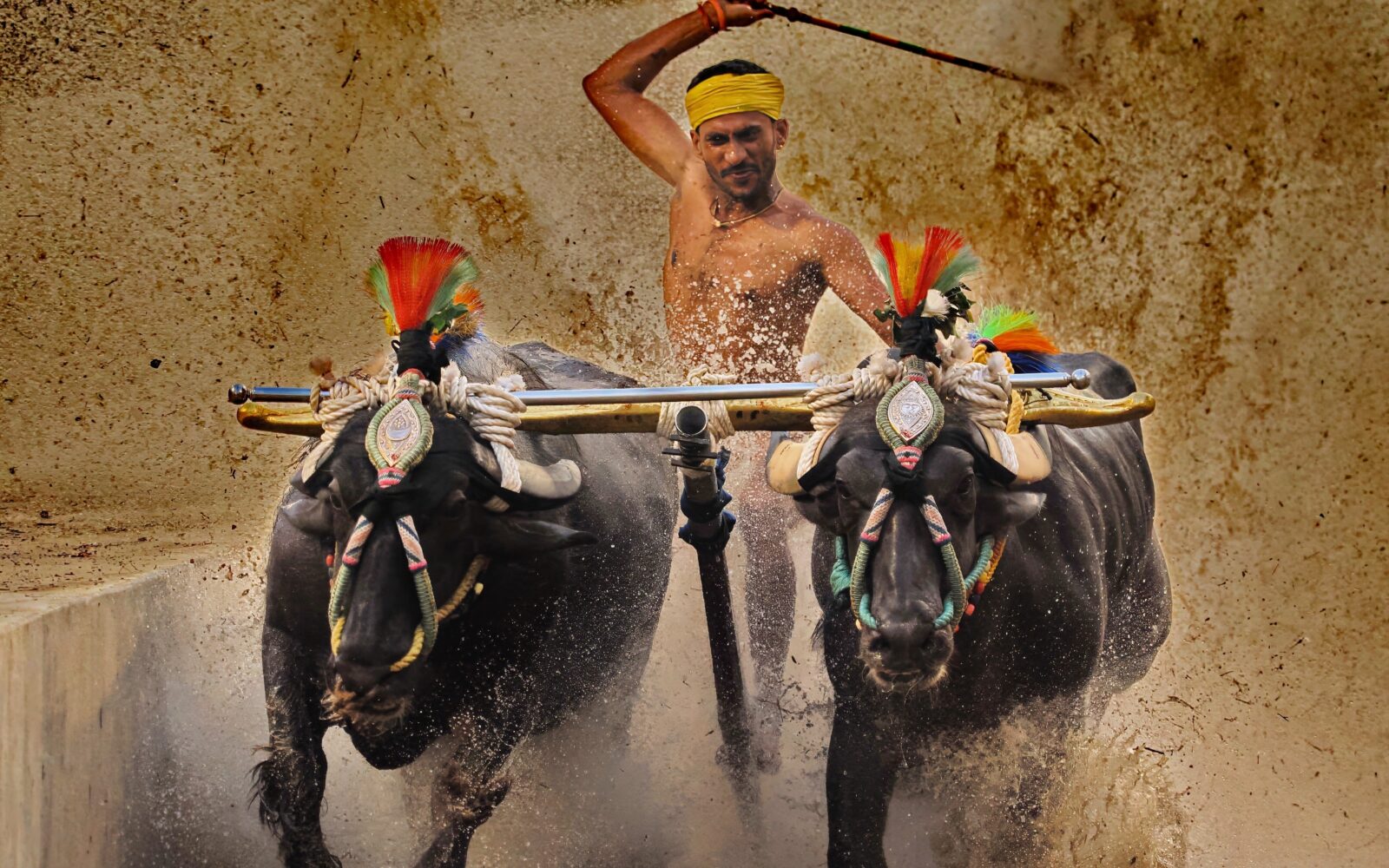 Kambala: The Buffaloes Take the Track