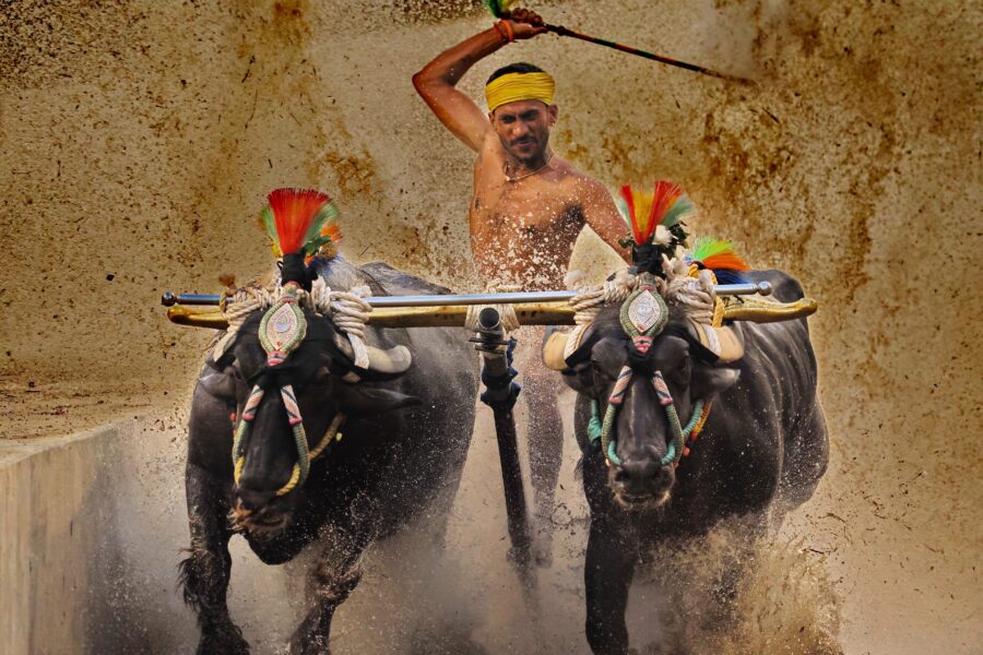 Kambala: The Buffaloes Take the Track